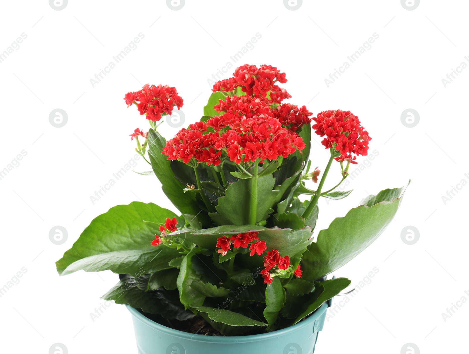 Photo of One beautiful potted kalanchoe flower isolated on white