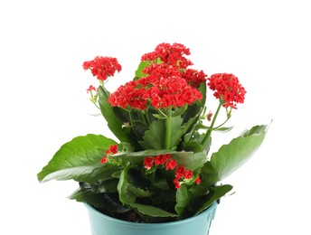 One beautiful potted kalanchoe flower isolated on white