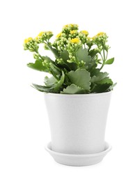 Photo of One beautiful kalanchoe flower in pot isolated on white