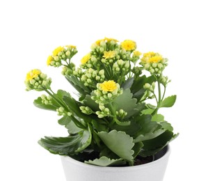 Photo of One beautiful kalanchoe flower in pot isolated on white