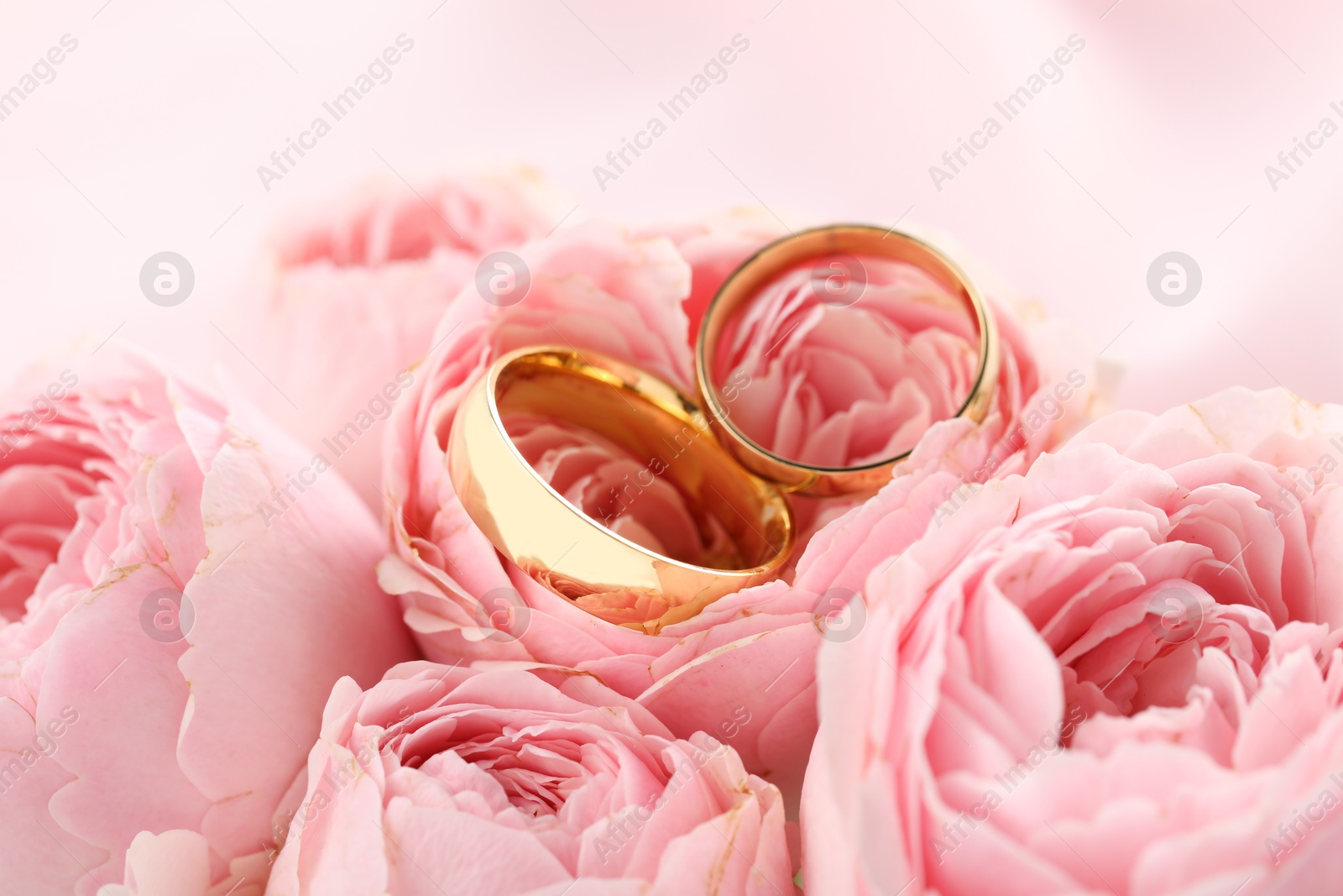 Photo of Golden wedding rings and flowers on blurred background, closeup