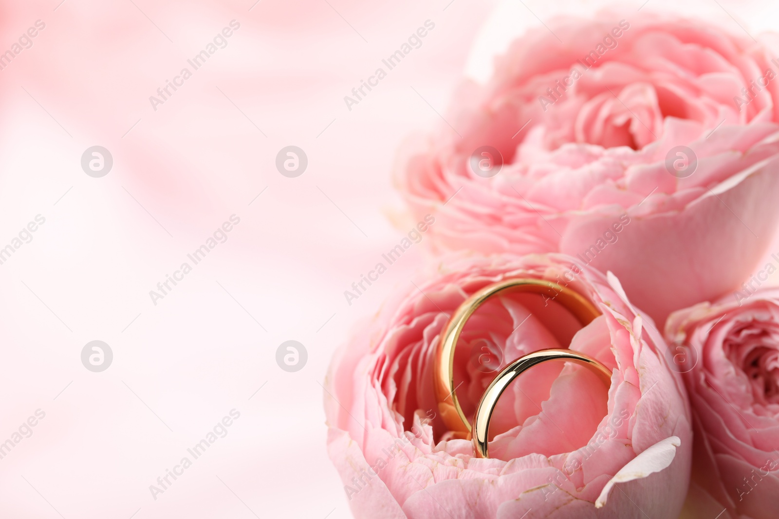 Photo of Golden wedding rings and flowers on blurred background, closeup. Space for text