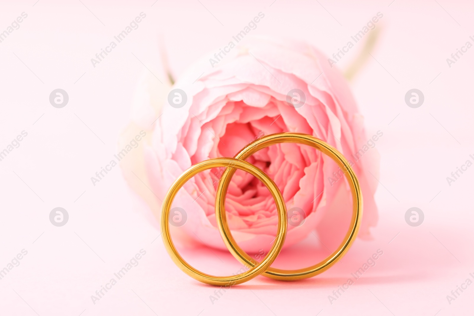 Photo of Golden wedding rings and flower on pink background, closeup