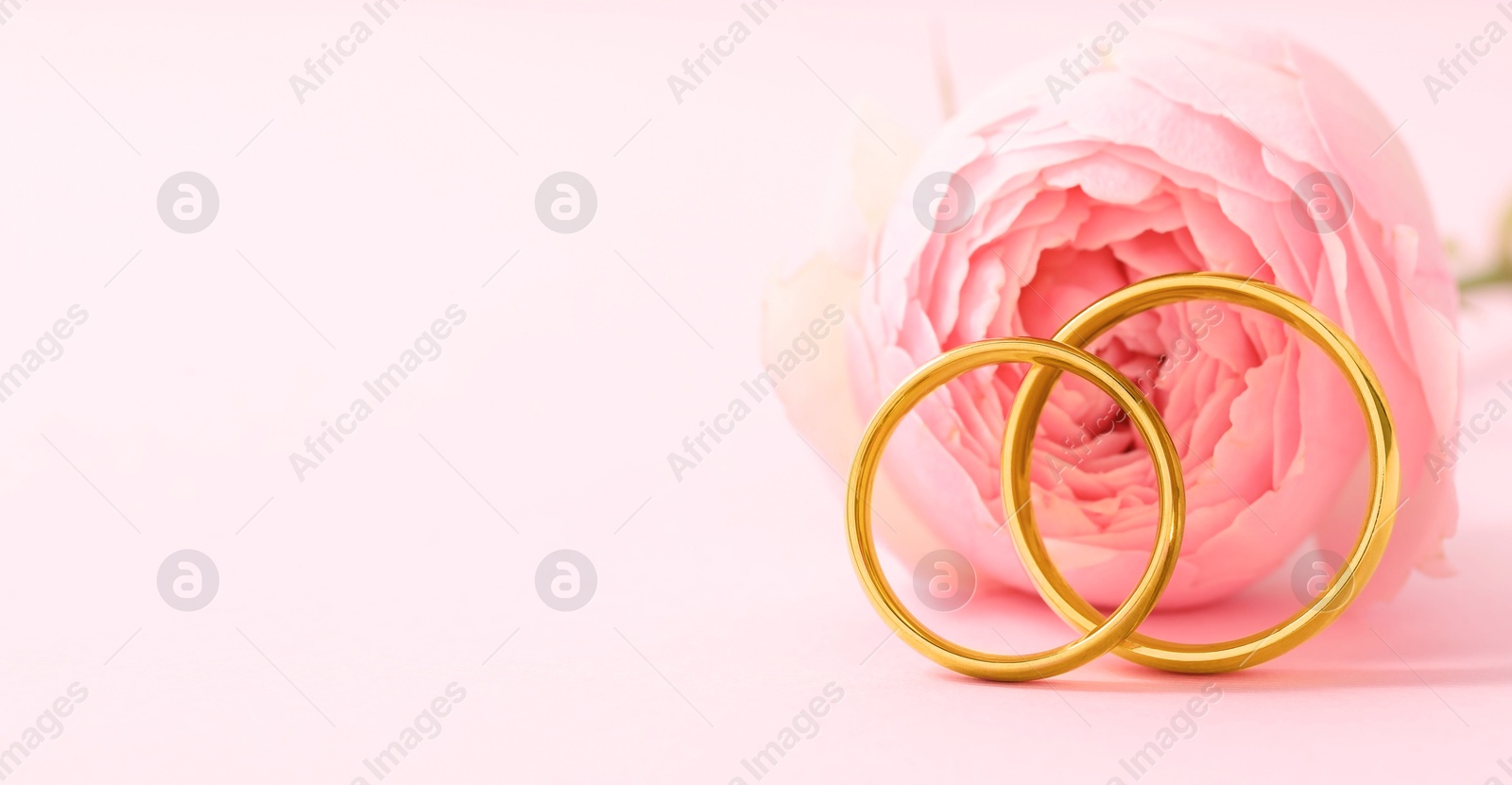 Photo of Golden wedding rings and flower on pink background, closeup. Space for text