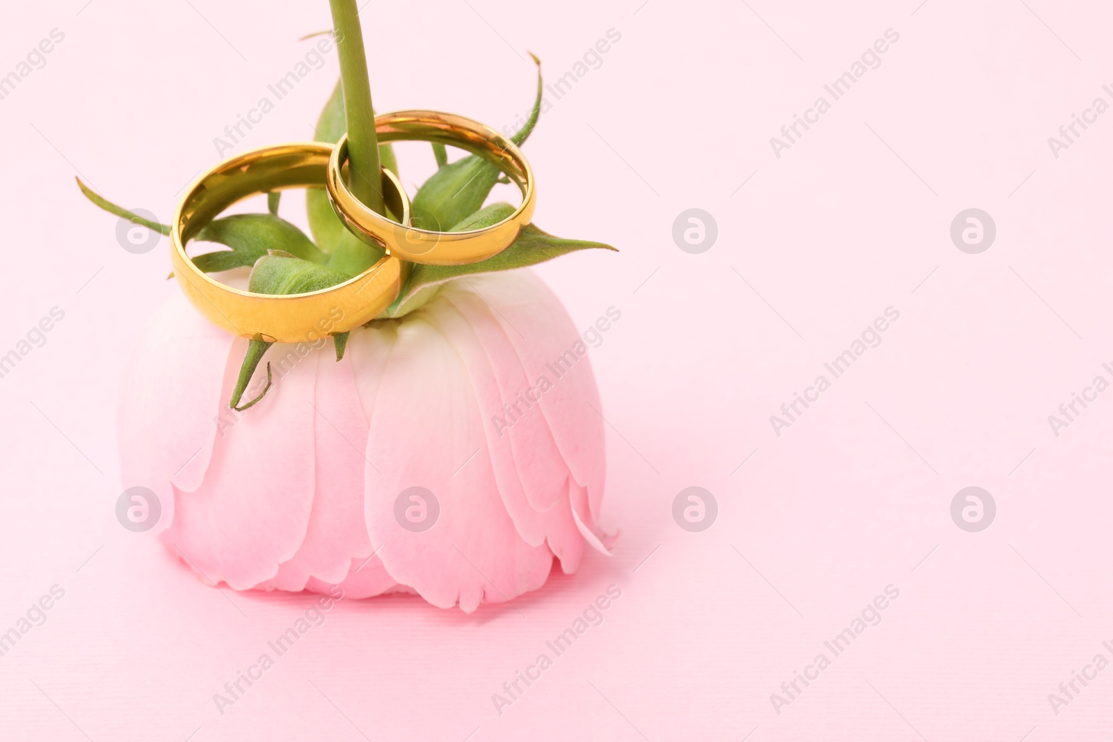 Photo of Golden wedding rings and flower on pink background, closeup. Space for text