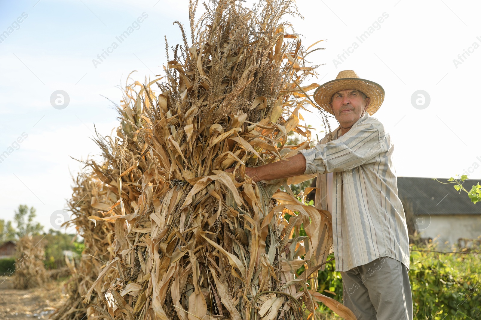 Photo of Senior man in straw hat with pile of hay outdoors