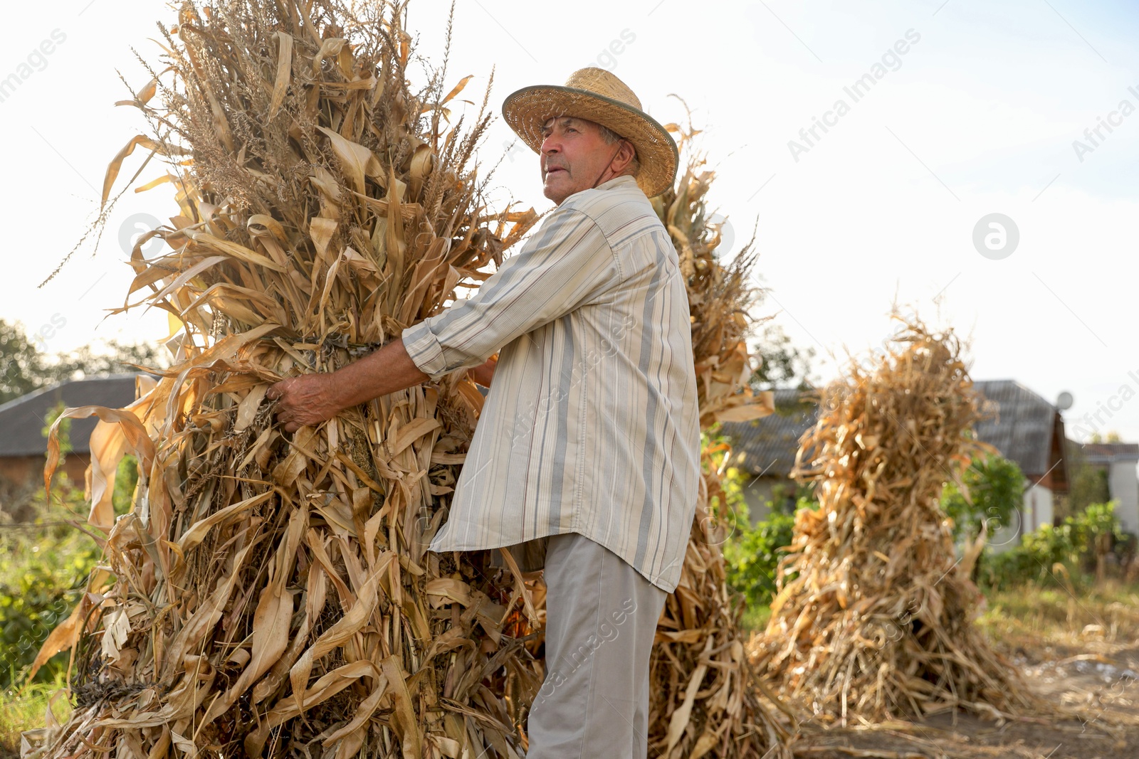 Photo of Senior man in straw hat with pile of hay outdoors