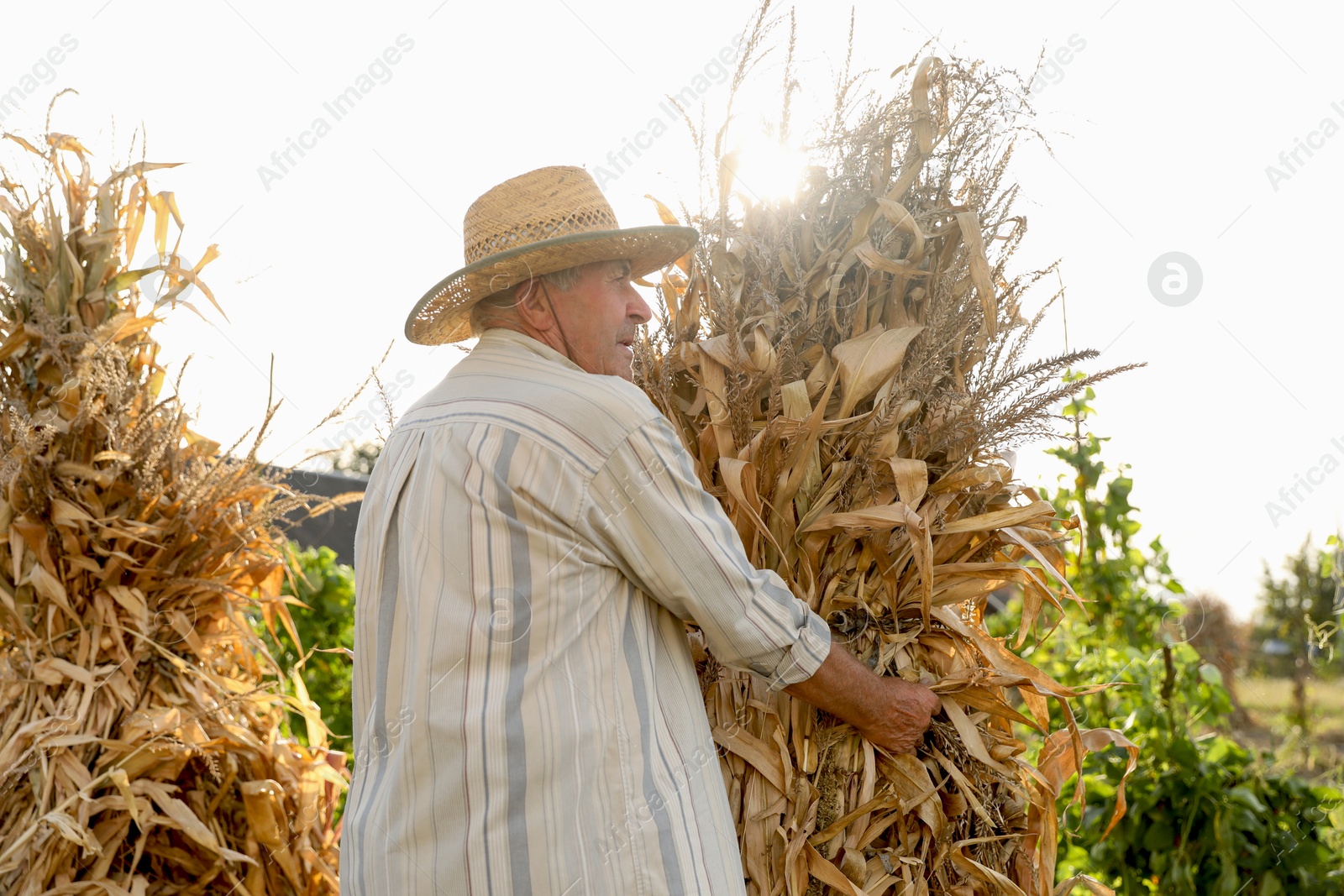 Photo of Senior man in straw hat with pile of hay outdoors