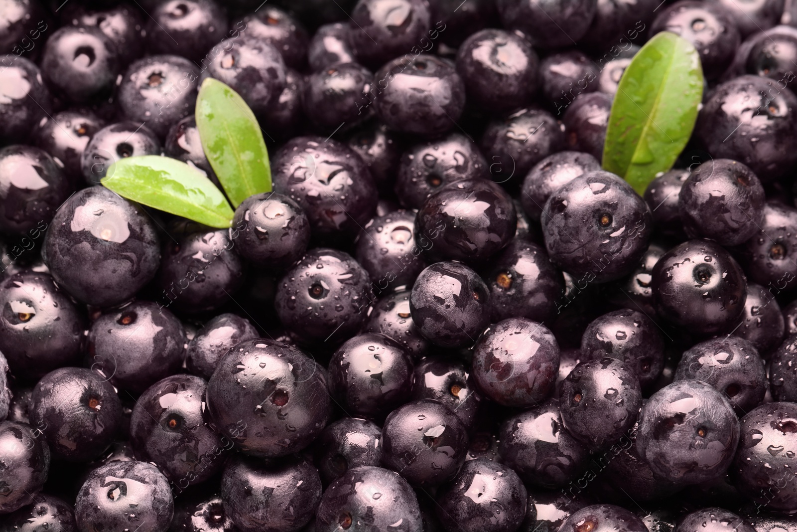 Photo of Wet acai berries and leaves as background, closeup