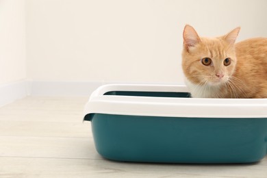 Photo of Cute ginger cat in litter tray on floor indoors