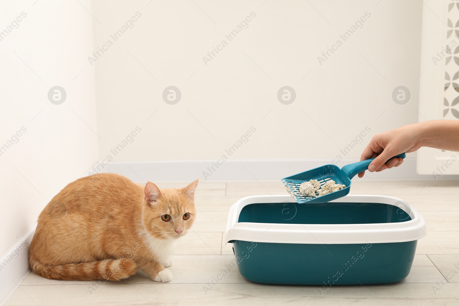 Photo of Woman cleaning cat litter tray with scoop indoors, closeup