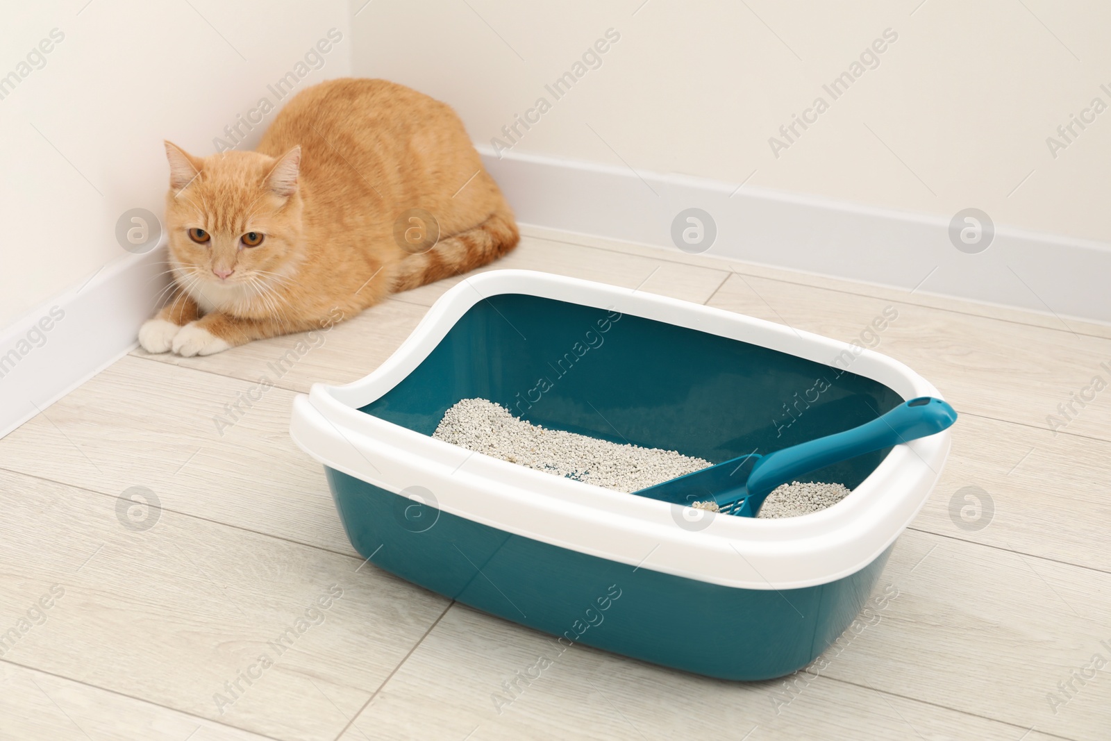 Photo of Cute ginger cat lying near litter tray on floor indoors