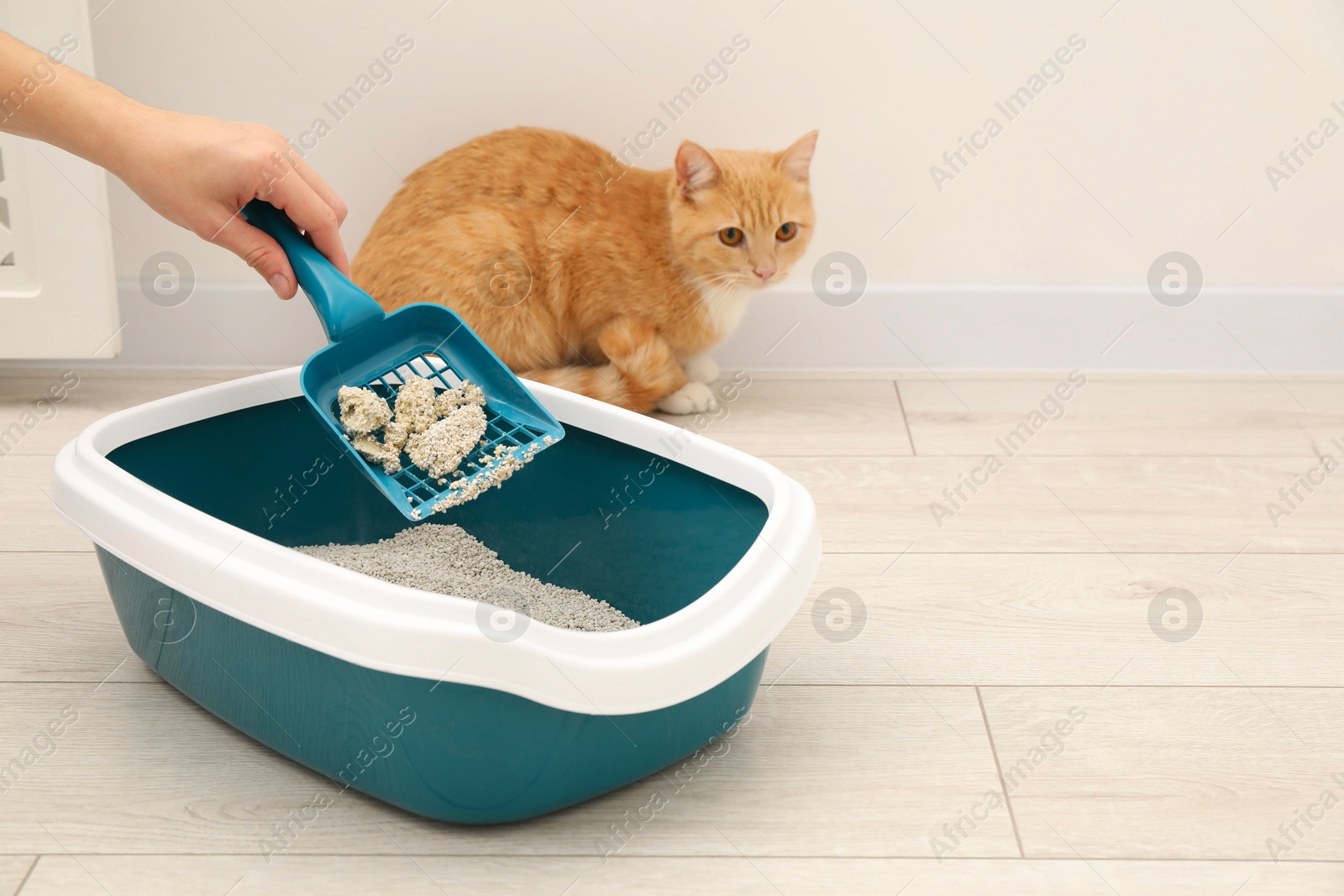 Photo of Woman cleaning cat litter tray with scoop indoors, closeup. Space for text