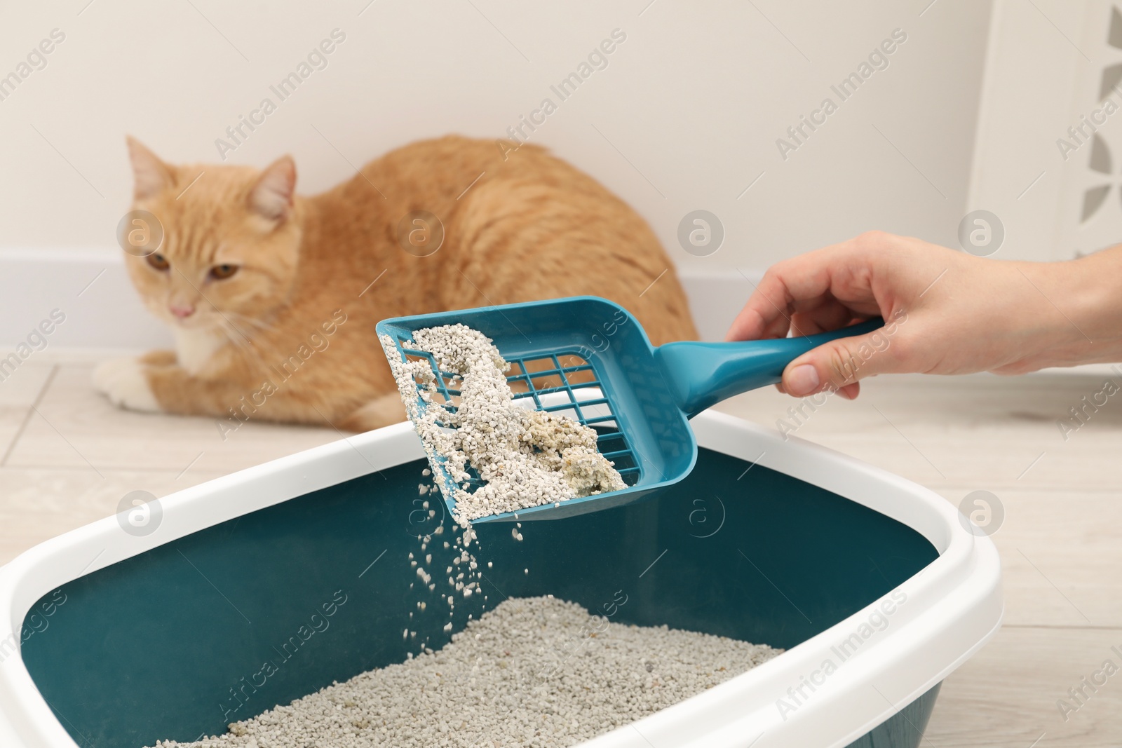 Photo of Woman cleaning cat litter tray with scoop indoors, closeup.