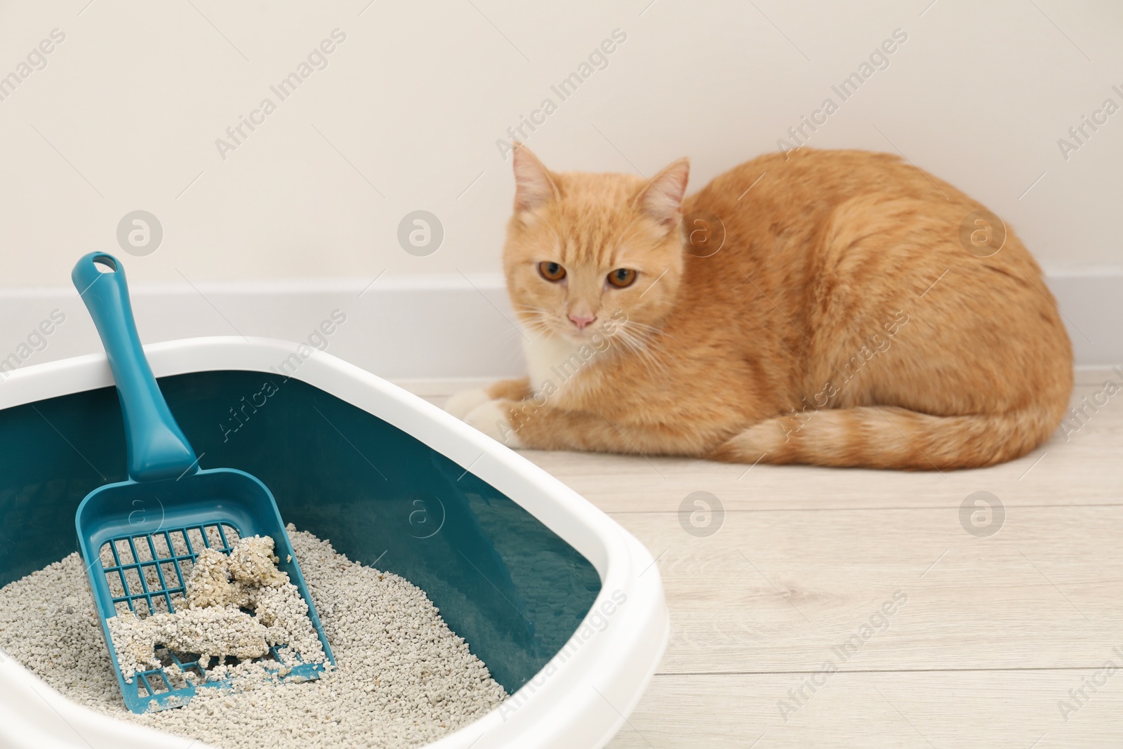 Photo of Cute ginger cat lying near litter tray on floor indoors