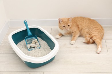 Photo of Cute ginger cat lying near litter tray on floor indoors