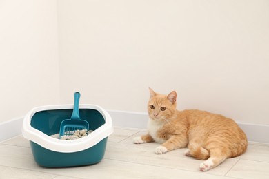 Photo of Cute ginger cat lying near litter tray on floor indoors