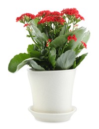 Photo of One beautiful kalanchoe flower in pot isolated on white