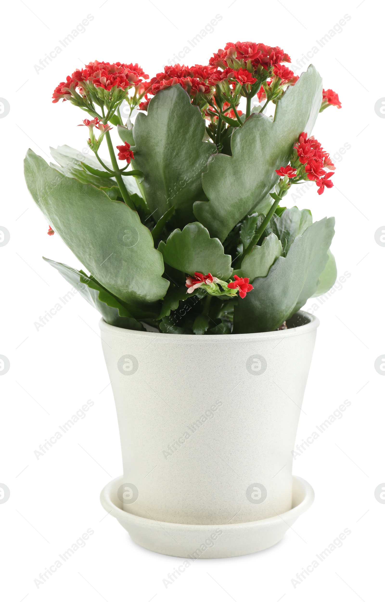 Photo of One beautiful kalanchoe flower in pot isolated on white