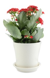 One beautiful kalanchoe flower in pot isolated on white