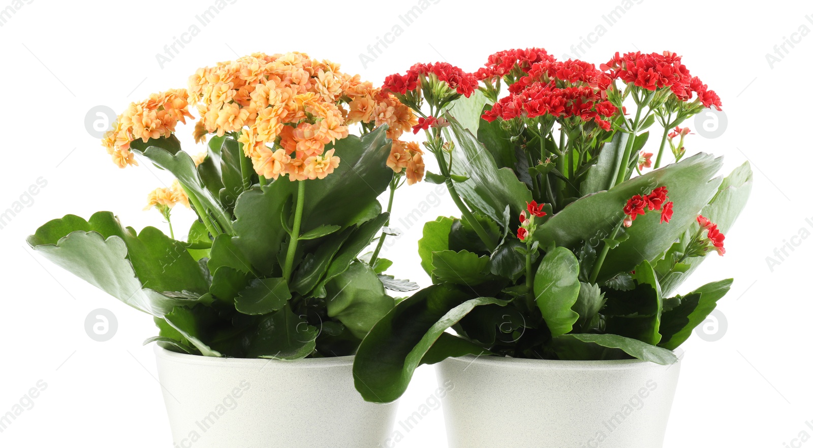 Photo of Different beautiful kalanchoe flowers in pots isolated on white