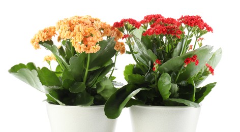 Photo of Different beautiful kalanchoe flowers in pots isolated on white