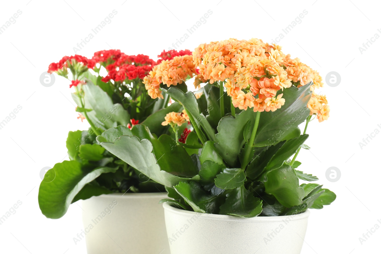 Photo of Different beautiful kalanchoe flowers in pots isolated on white