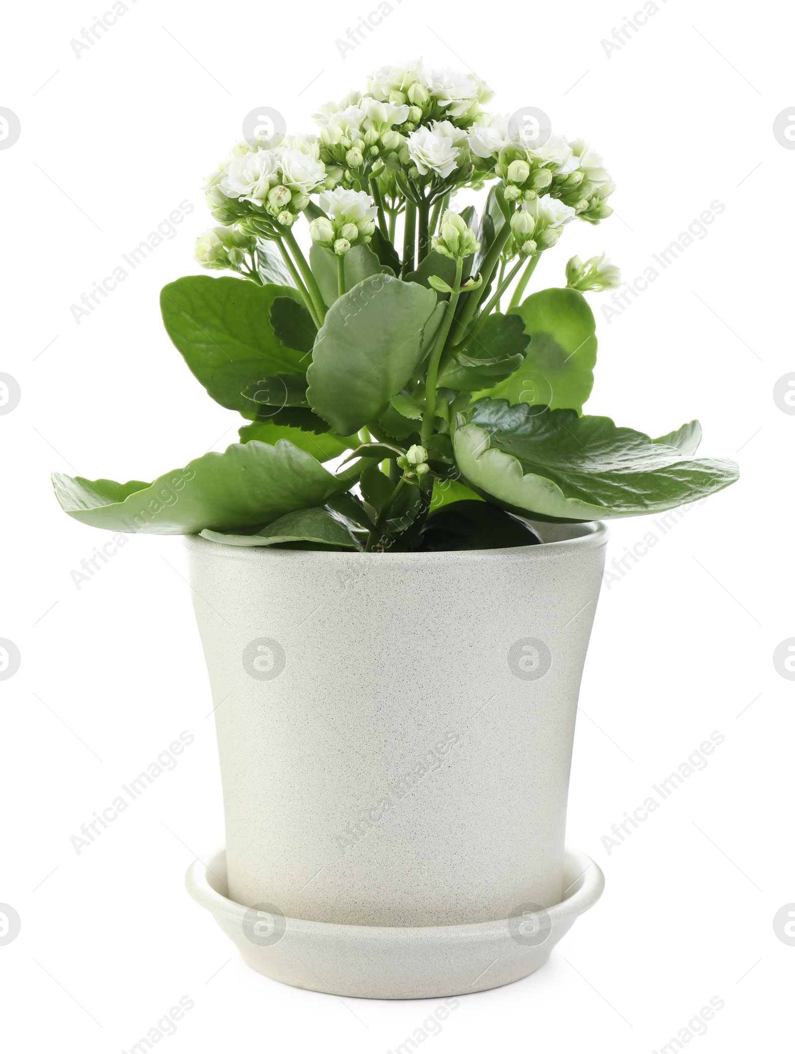 Photo of One beautiful kalanchoe flower in pot isolated on white