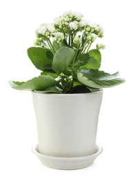 Photo of One beautiful kalanchoe flower in pot isolated on white