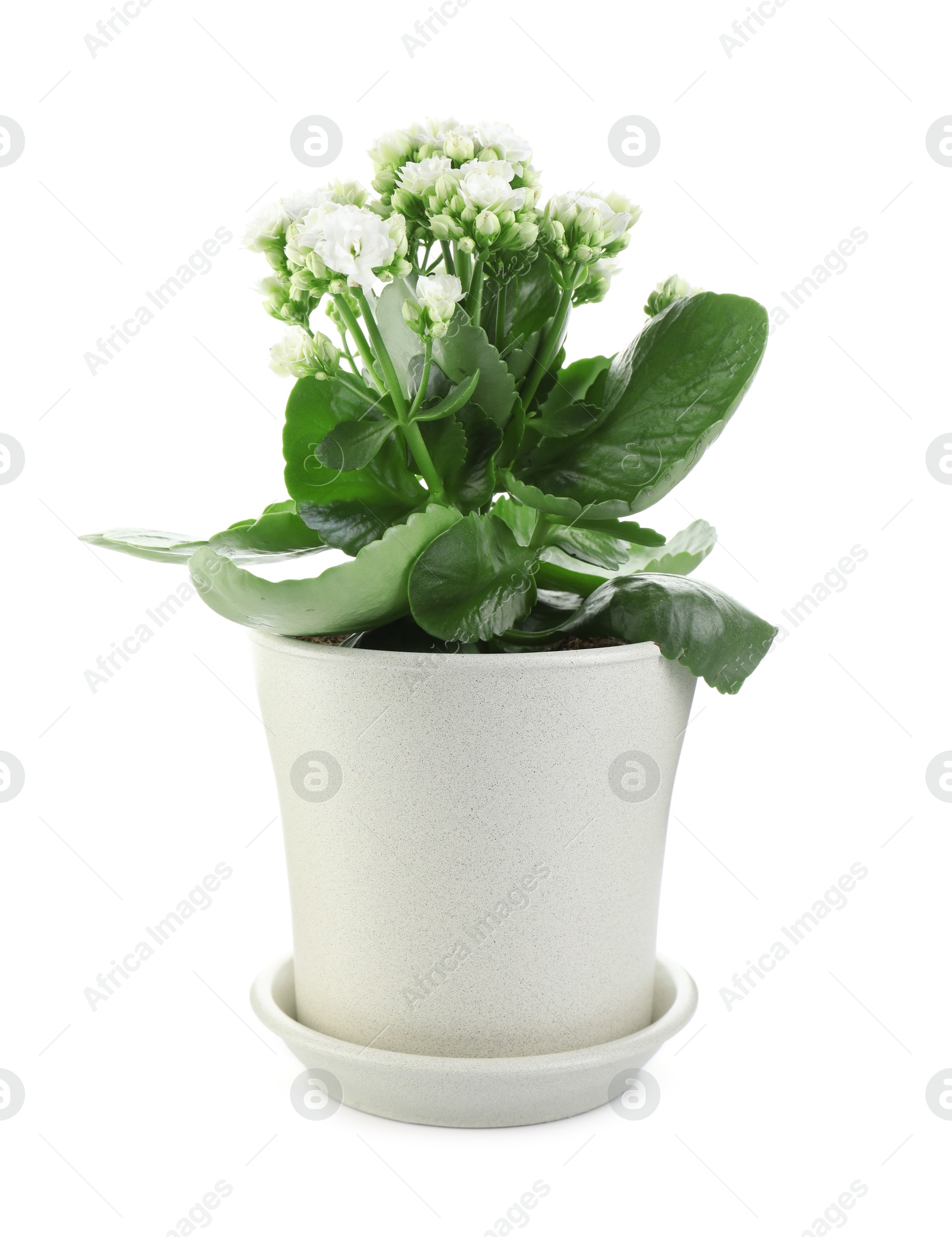 Photo of One beautiful kalanchoe flower in pot isolated on white