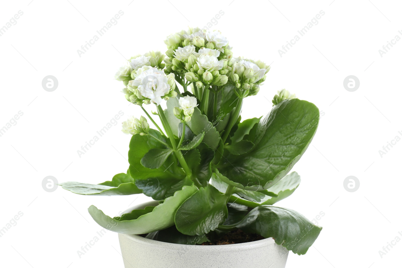 Photo of One beautiful kalanchoe flower in pot isolated on white