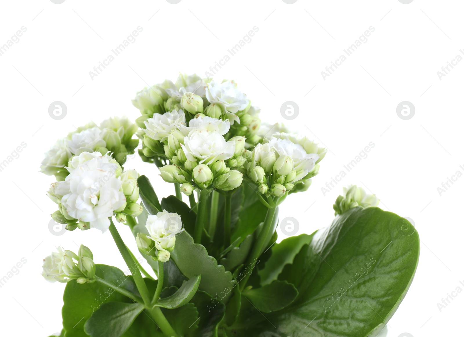 Photo of One beautiful kalanchoe flower isolated on white