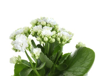 Photo of One beautiful kalanchoe flower isolated on white