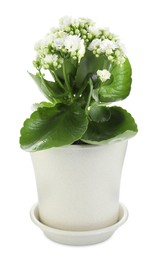 Photo of One beautiful kalanchoe flower in pot isolated on white