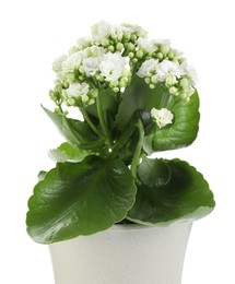 Photo of One beautiful kalanchoe flower in pot isolated on white