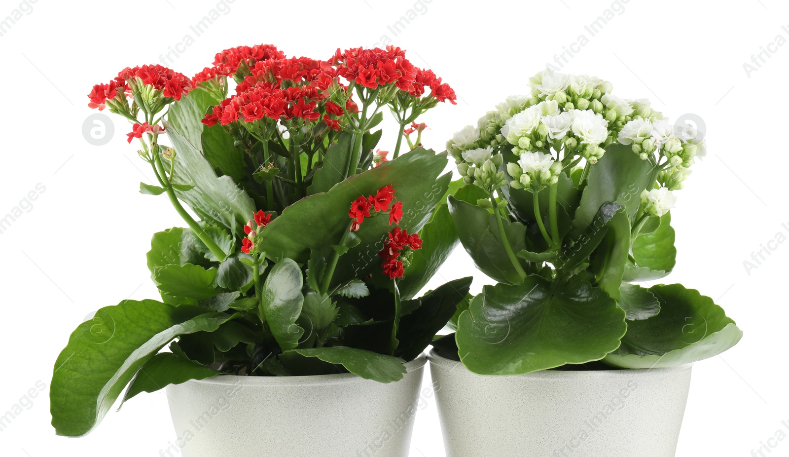 Photo of Different beautiful kalanchoe flowers in pots isolated on white