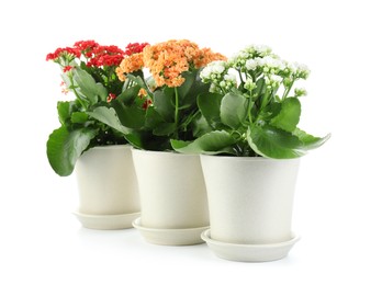 Photo of Different beautiful kalanchoe flowers in pots isolated on white