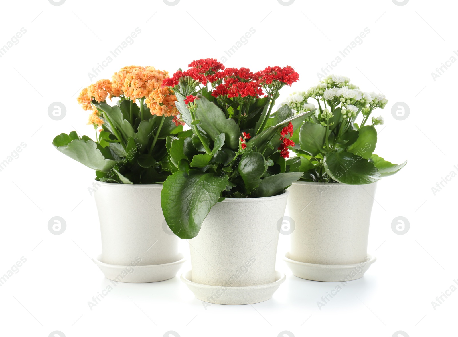 Photo of Different beautiful kalanchoe flowers in pots isolated on white