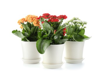 Photo of Different beautiful kalanchoe flowers in pots isolated on white