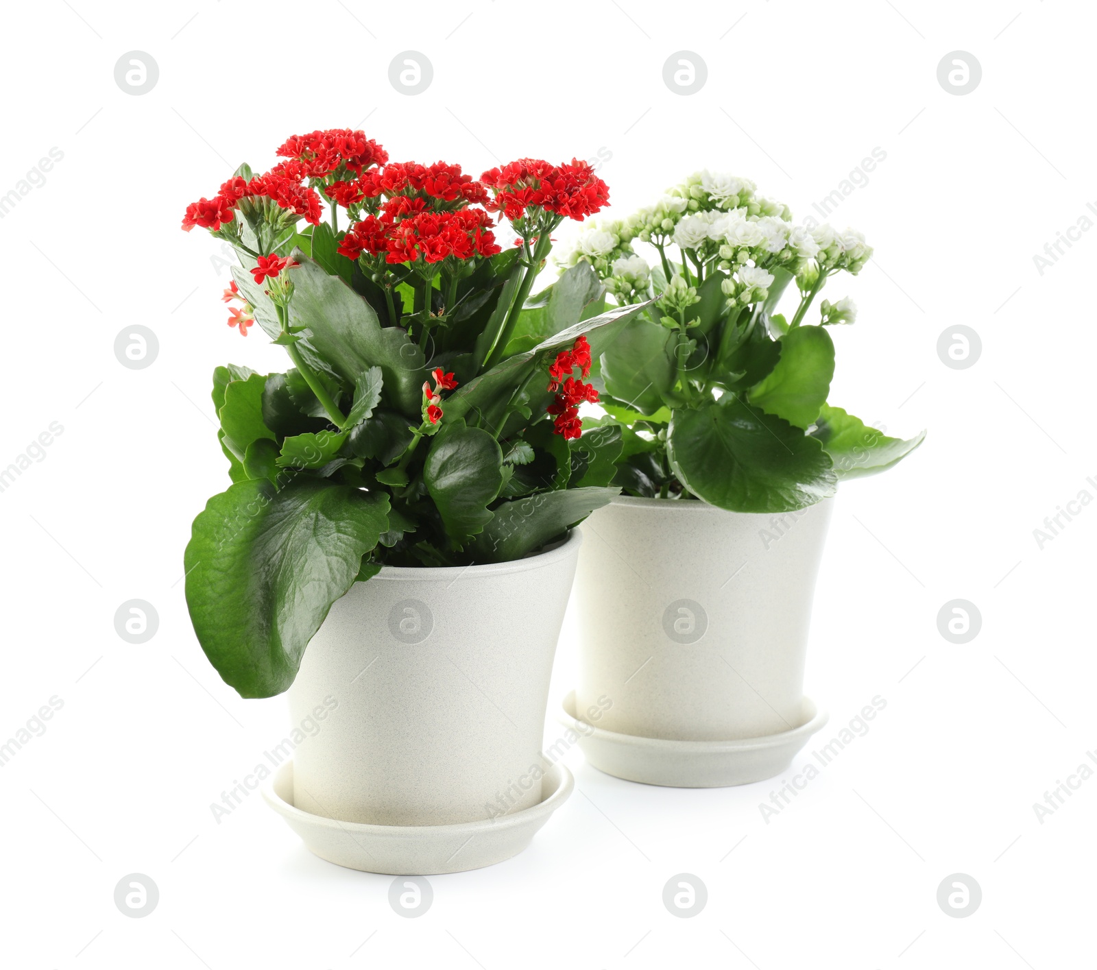 Photo of Different beautiful kalanchoe flowers in pots isolated on white