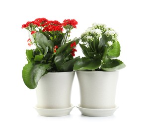 Photo of Different beautiful kalanchoe flowers in pots isolated on white