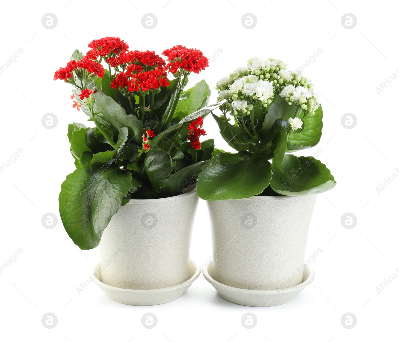 Photo of Different beautiful kalanchoe flowers in pots isolated on white