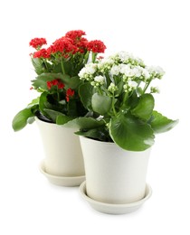 Photo of Different beautiful kalanchoe flowers in pots isolated on white