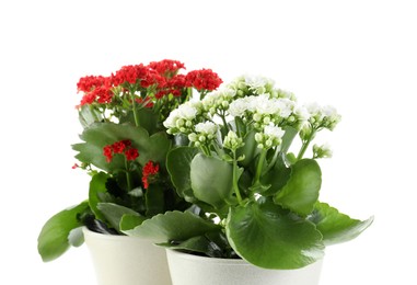 Photo of Different beautiful kalanchoe flowers in pots isolated on white