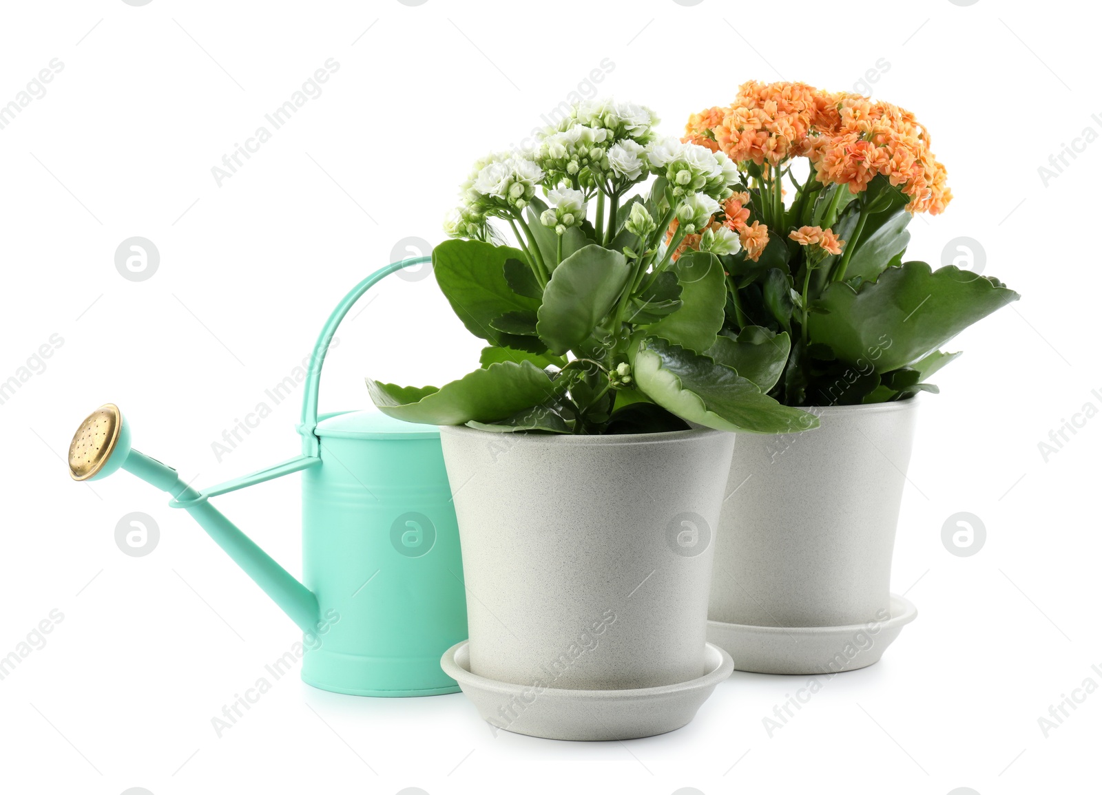 Photo of Beautiful kalanchoe flowers in pots and watering can isolated on white