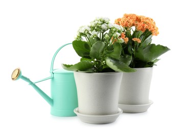 Photo of Beautiful kalanchoe flowers in pots and watering can isolated on white