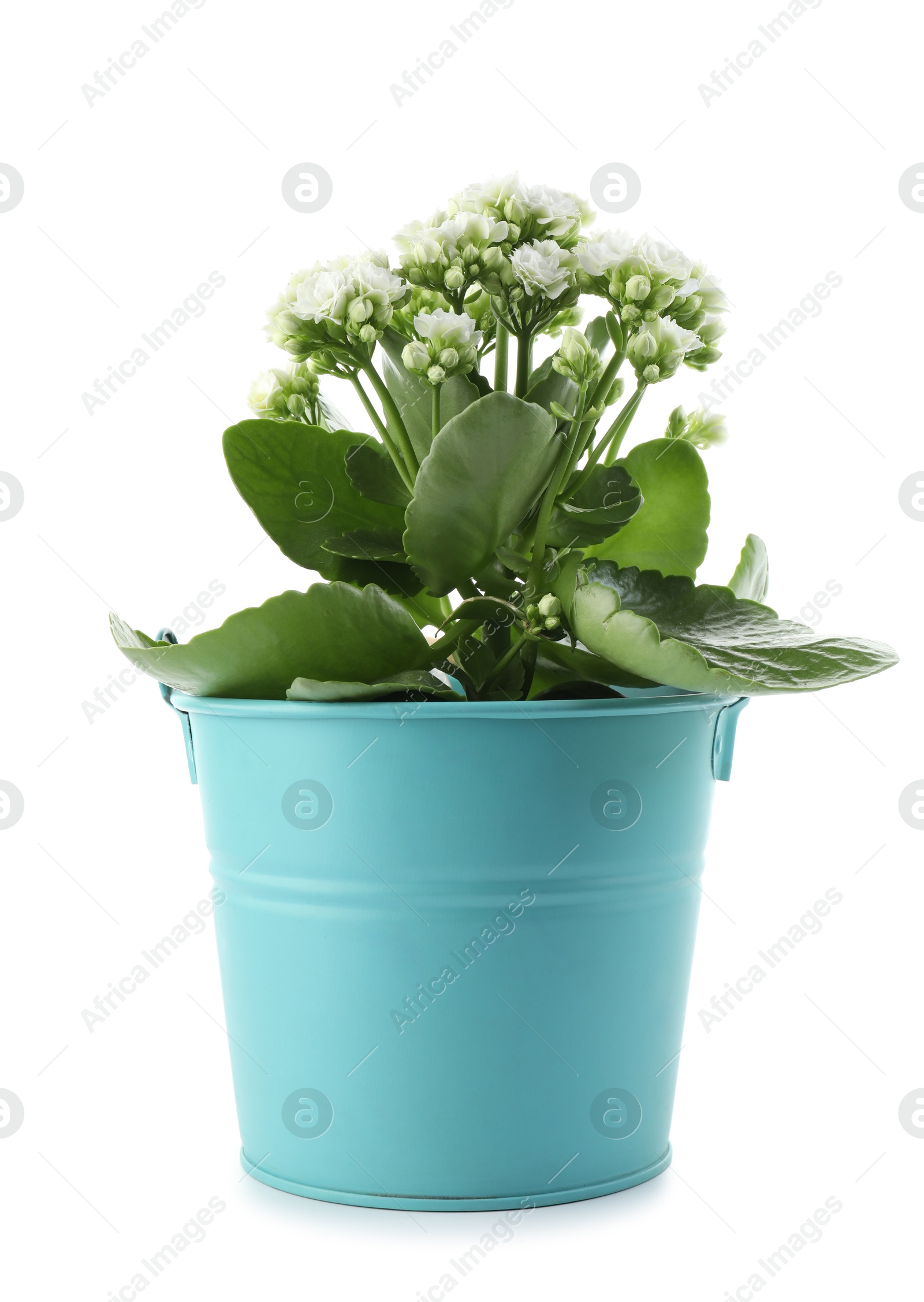 Photo of One beautiful potted kalanchoe flower isolated on white