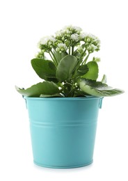 Photo of One beautiful potted kalanchoe flower isolated on white