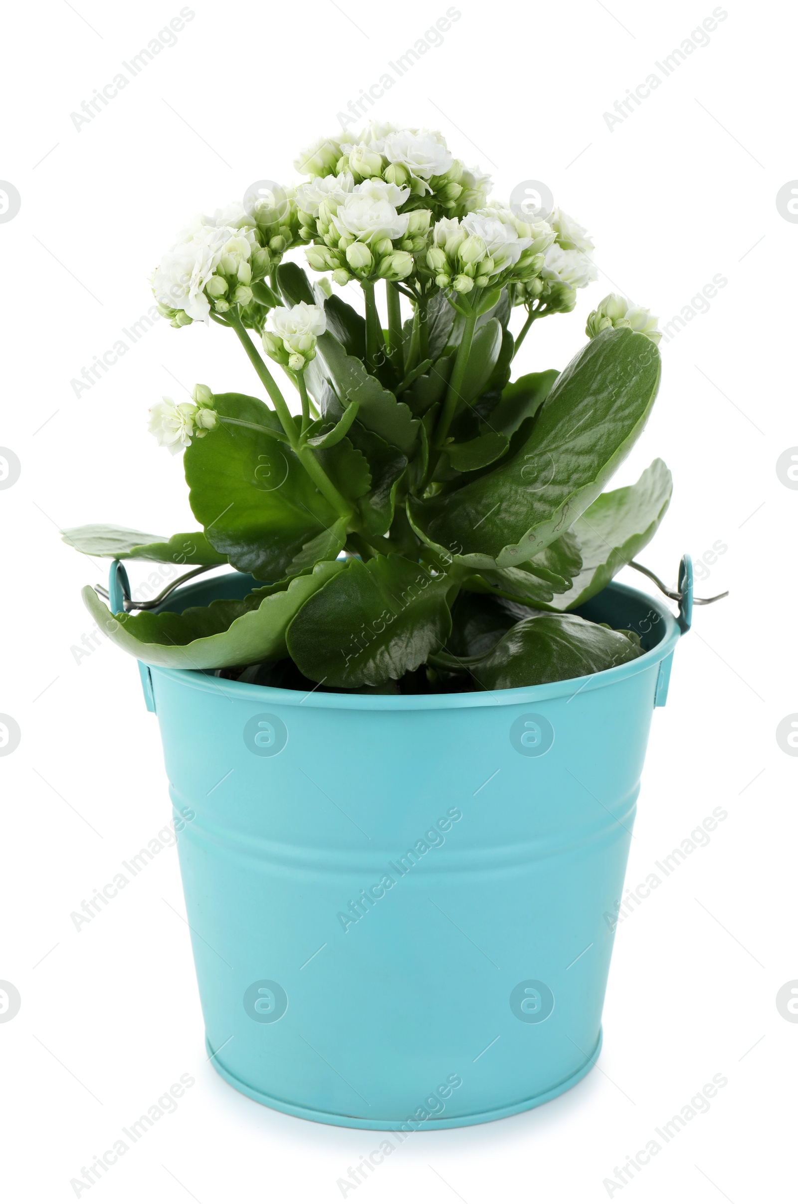 Photo of One beautiful potted kalanchoe flower isolated on white