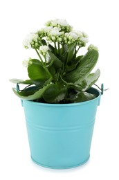 One beautiful potted kalanchoe flower isolated on white